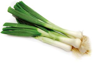 Luk crni mladi veza kom